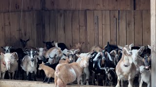 Goats really hate the rain!