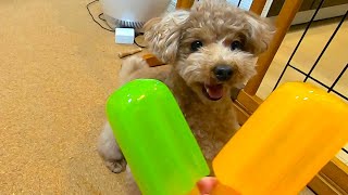 犬用のアイスキャンディを買ったら犬のワクワクが止まらなくて可愛いｗ【トイプードル】