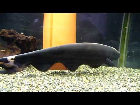 Black Ghost Knife Fish 2 (30cm)