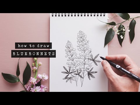 Video: Kā Bluebonnets aug Teksasā?