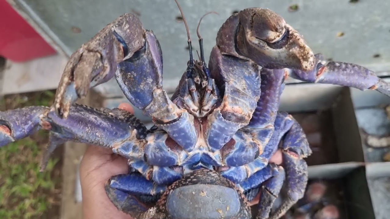 coconut crabs YouTube