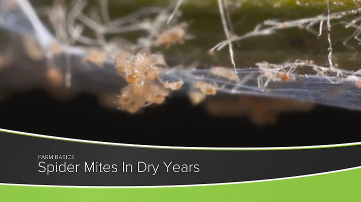 Farm Basics #1216 Spider Mites In Dry Years (Air Date 7-25-21)