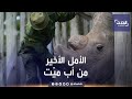 الأمل الأخير لمنع انقراض وحيد القرن الأبيض الشمالي 