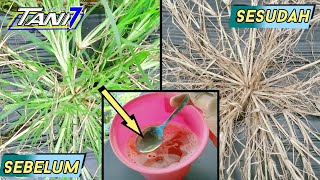 BIKIN HEBOH KELOMPOK TANI | bikin sendiri racikan herbisida alami pembasmi rumput lulangan || Tani 7