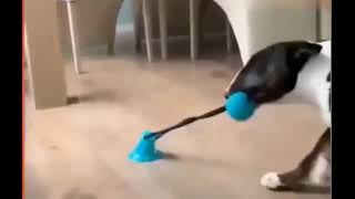 Dog vs Interactive Suction Cup Toy Rope & Ball
