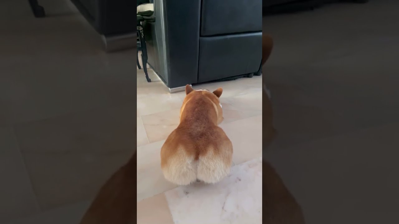 Corgi butt drives you nuts 🍑😍