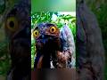देखिए Potoo पक्षी का अनोखा camouflage #shorts #msfacts1913
