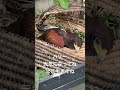 ハリー、頑張れ！#ハリスホーク