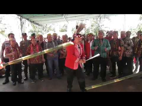 pancung buluh muda