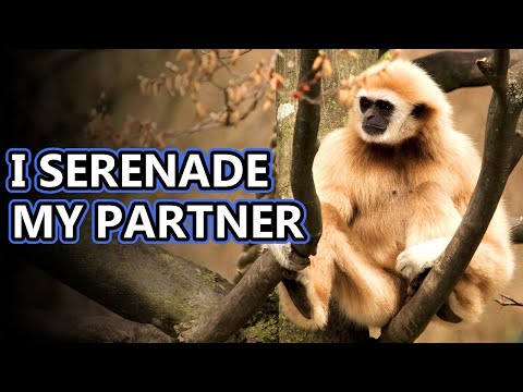 Video: Gibbon monkey: features and habitat of the species