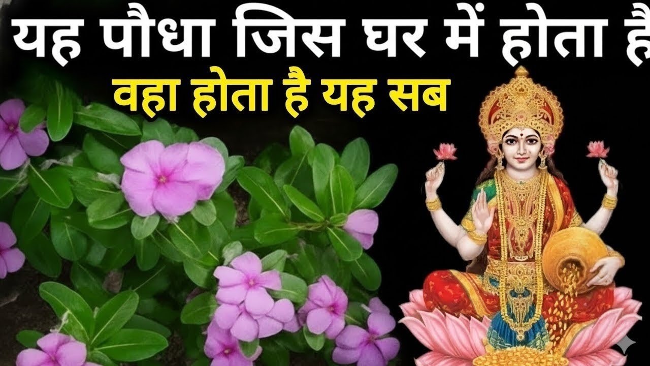जिस घर में होता है यह अनोखा सदाबहार का पौधा उस घर में होता है यह सब ! होगी हर मनोकामना पूरी!