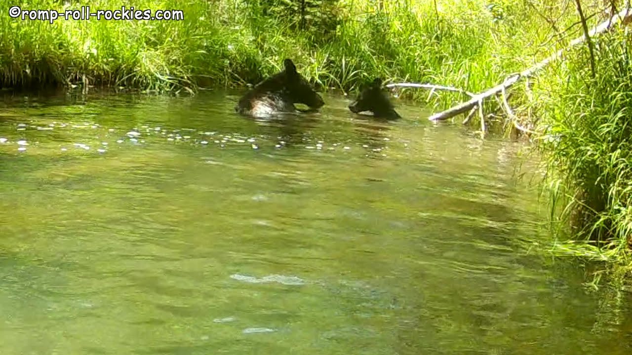 Mama bear and cub take a dip together! (August, 2022) - YouTube
