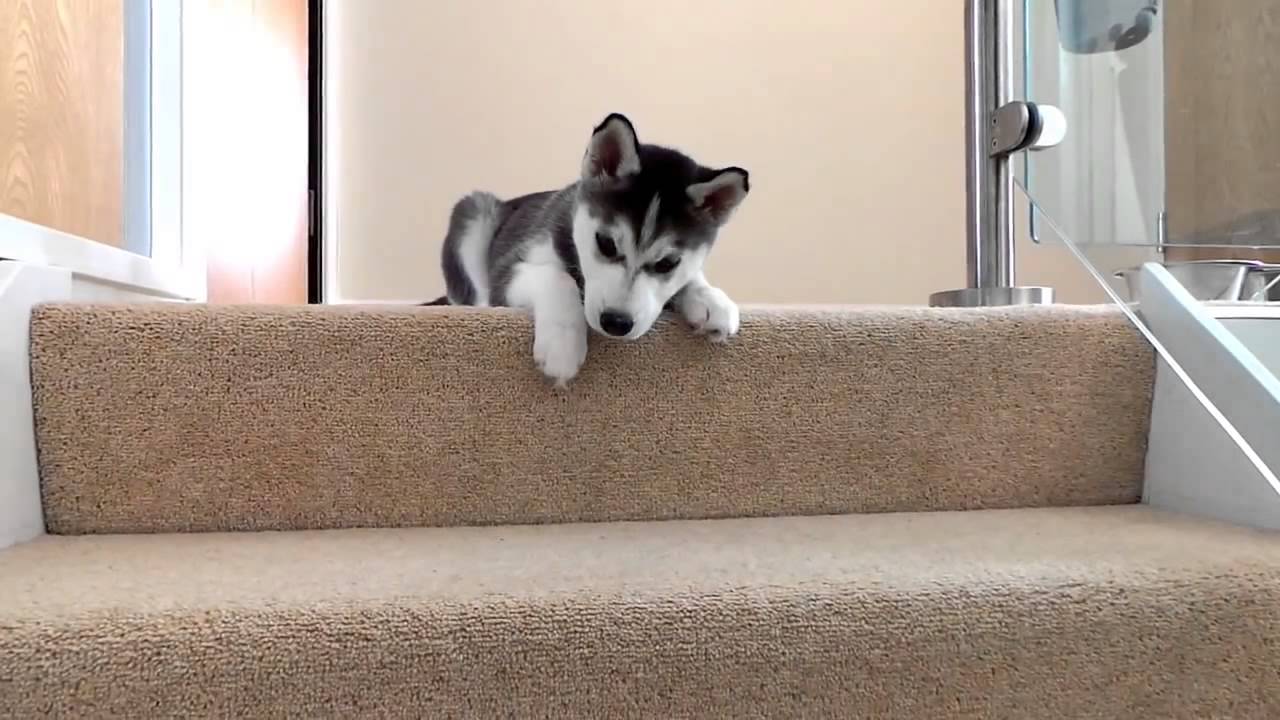 Chiot Husky Vs Escaliers Youtube