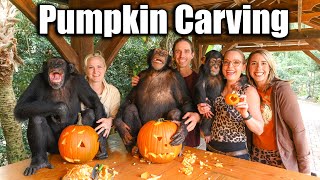 PUMPKIN CARVING WITH CHIMPANZEES | Myrtle Beach Safari