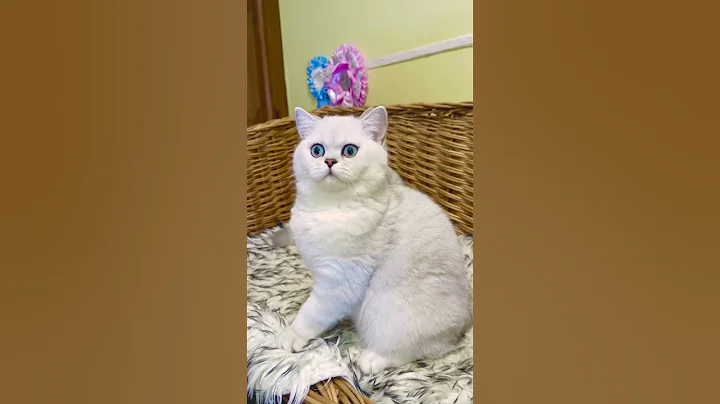 Video 11262931: british kitten pets, british kitten cat cute, cats cute funny british, british cat animals