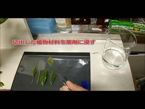 Plant cell & tissue culture tips#1植物組織培養のコツを伝授！