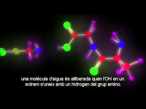 Vídeo: On es fan les proteïnes?