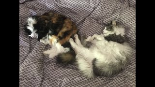 Norwegian Forest Cat - A new beginning by Jade, Pearl and Ruby - Norwegian Forest Cat's 522 views 3 years ago 52 seconds