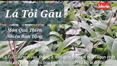 TỎI GẤU  RAU RỪNG ,MÓN QUÀ THIÊN NHIÊN BAN TẶNG MỌC ĐẦY TRONG RỪNG Ở ĐỨC. CÁC MÓN ĂN TỪ LÁ TỎI GẤU.