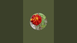 Hari Om12 is live!