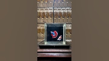 Khui hộp hồ show cá betta #guppy #betta #bettasales #baoiba