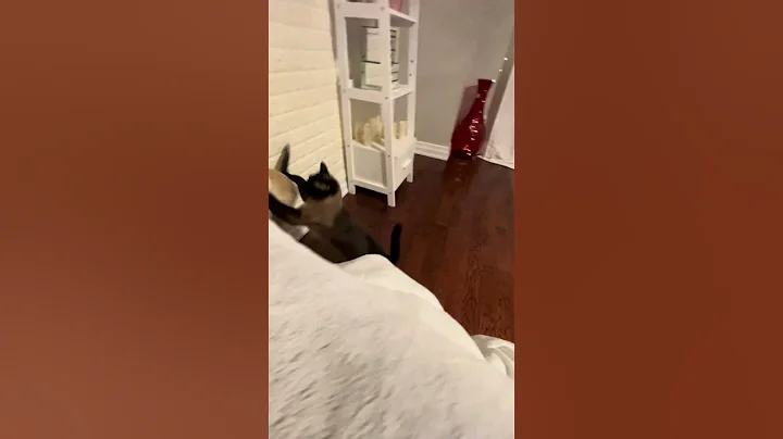 Video 5745341: catlover siamese cute, siamese cat, catlover catfight, funnycatvideos cat, cat chasing, funny cat