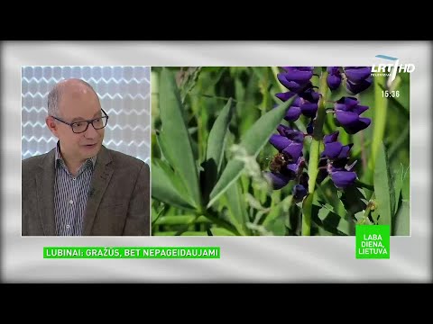 Video: Latvėnas: Pavojingiausias Augalas Rusijoje - Alternatyvus Vaizdas
