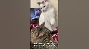 Amazing Cat Performs Magic Trick! #Cats #Tricks #cat #animals #funnycats