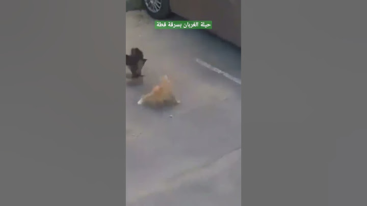 حيلة غربان في سرقة طعام القطة والغراب يعتبر من أذكى الطيور