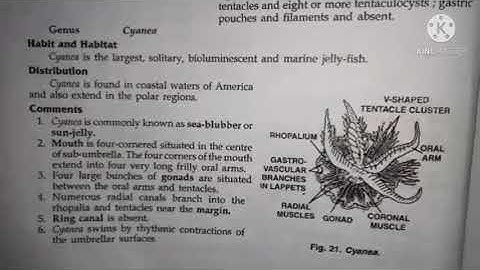 cyanea classification, habitat and comments zoology practical bsc1 best handwritten study notes