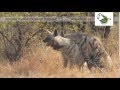 Nocturnal species caught mating: Striped Hyena mating