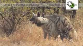 Nocturnal species caught mating: Striped Hyena mating