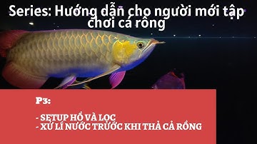 CÁCH NUÔI CÁ RỒNG CHO NGƯỜI MỚI CHƠI- P3: CHUẨN BỊ HỒ, LỌC VÀ XỬ LÍ NƯỚC TRƯỚC KHI THẢ CÁ RỒNG