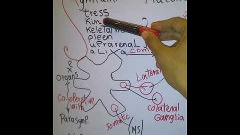 Autonomic Summary part 1 First year New system dr mohamed fayez