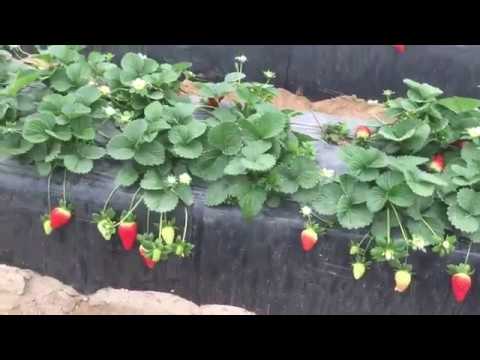 Video: Regar Las Fresas Con Agua Fría: ¿es Posible Regar Las Fresas En Flor Y Otras Fresas Con Agua De Un Pozo, De Un Pozo Y De Un Grifo?