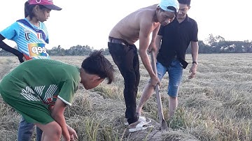 Đào bắt chuột mùa thu hạch lúa quê tôi sóc trăng