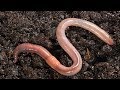 This is What  Happens When You Put Earthworm in Your garden soil