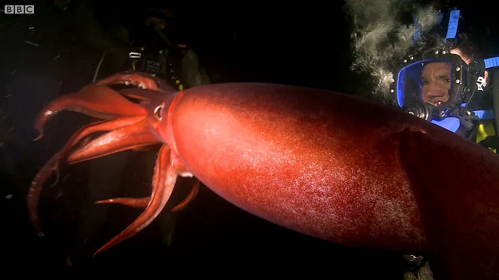 Swimming With a Humboldt Squid | Deadly 60 | BBC Earth