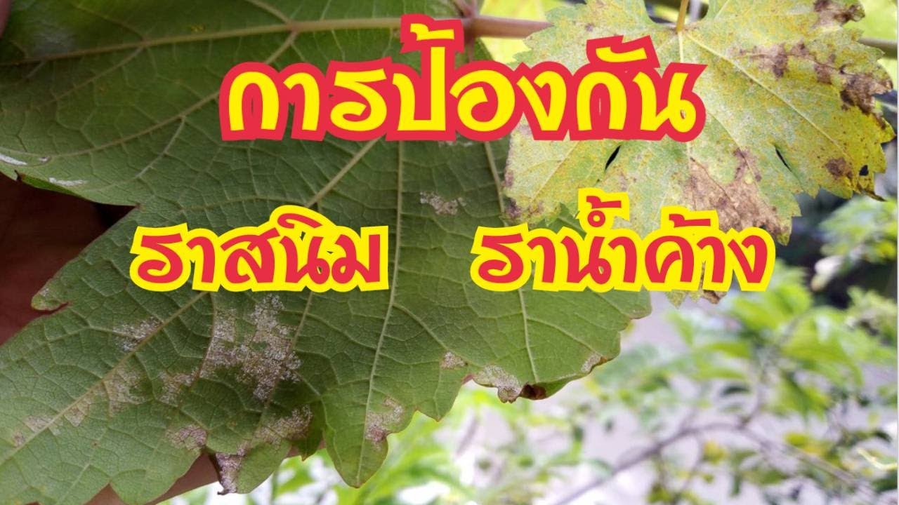 การป้องกันราสนิม ราน้ำค้าง ในองุ่น