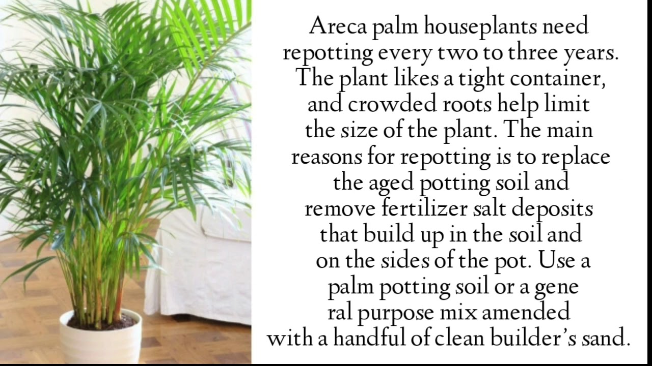 Areca palm benefits in office - YouTube