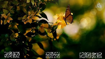 قرآن كريم سورة  المائدة (الربع الخامس) حمدي علي أبوطالب Holy Quran Surah Al Ma'idah