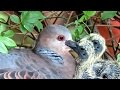 野鳥：キジバトの繁殖-営巣から雛の巣立ちまで-／Wild Birds: Breeding of Oriental Turtle Dove