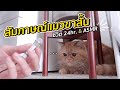 ASMR สัมภาษณ์แมว คิดยังไงกับนายกค๊าา?