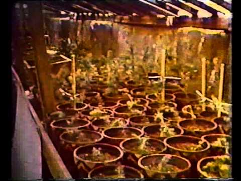 ეკოლოგია (ორიონის პროგრამა)