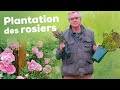 Comment planter les rosiers ? En pot ou en racines nues, les étapes pour réussir la plantation !