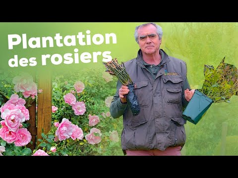 Vidéo: Conseils pour prendre soin et planter des roses à racines nues
