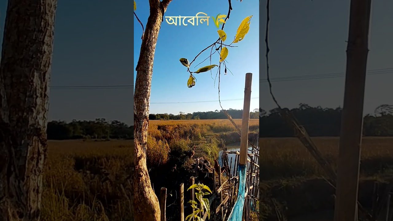 আবেলি 🌞 // ধাননি  পথাৰ //