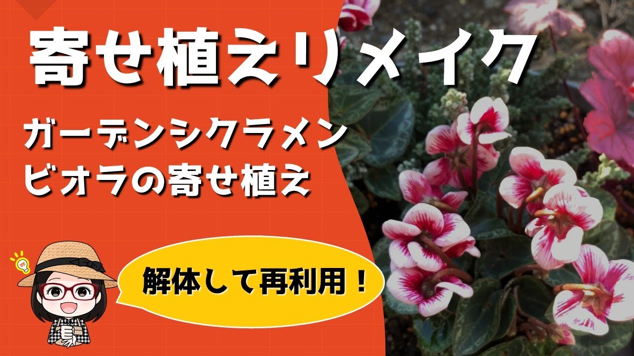 寄せ植え】解体して再利用/手持ち苗で/メンテナンスで長く楽しむ