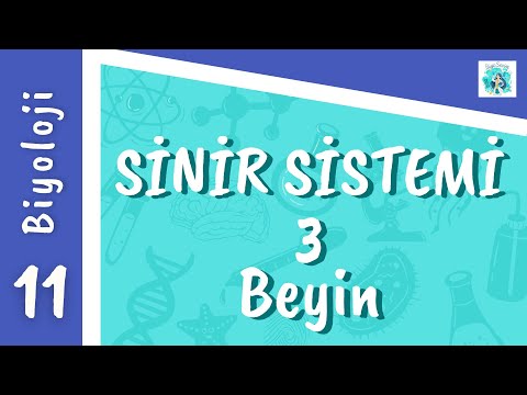 Biyoloji 11. Sınıf - Sinir Sistemi 3 (Beyin)