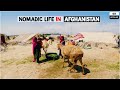 Nomadic life in Afghanistan | Rural life | 4K